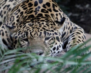 Awakening Chester Zoo